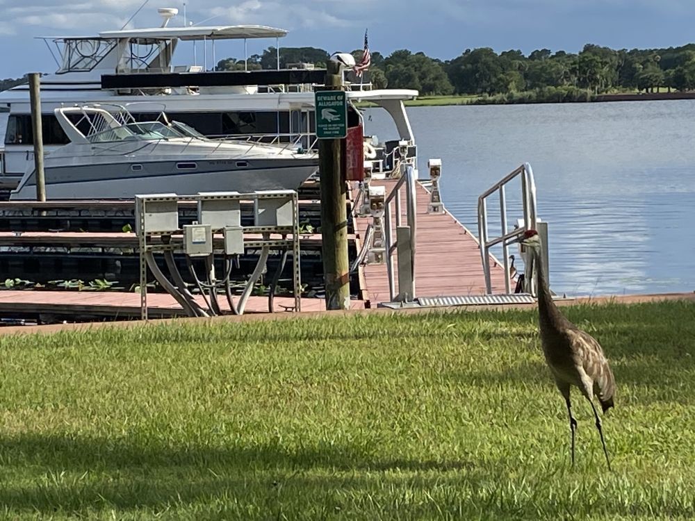 Wet Slip in 32720, Florida